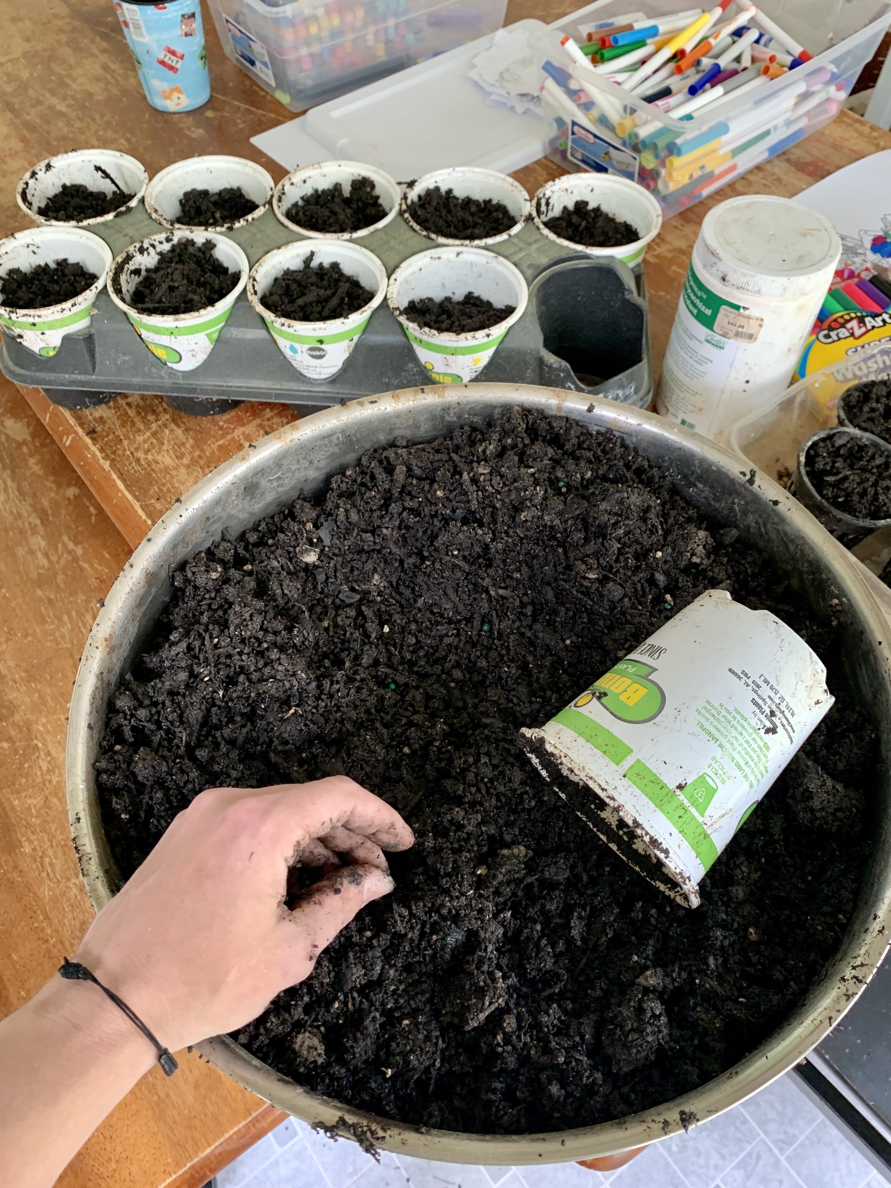 seedlings